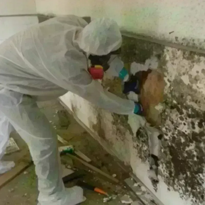 Mold Remediation and Removal in Hays, KS